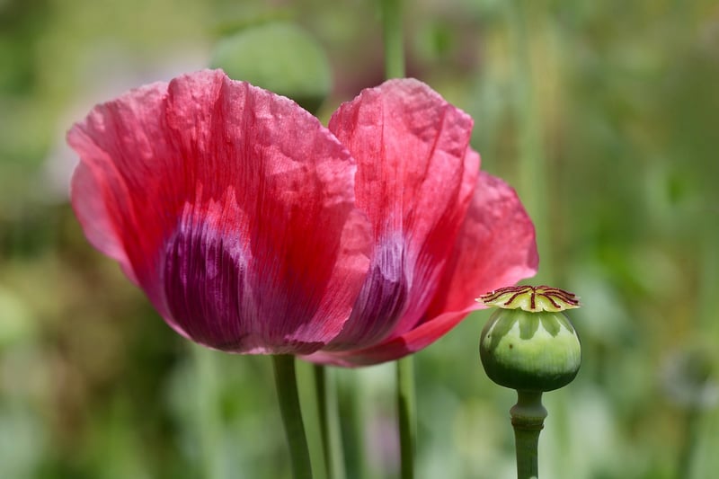 Blue Poppy