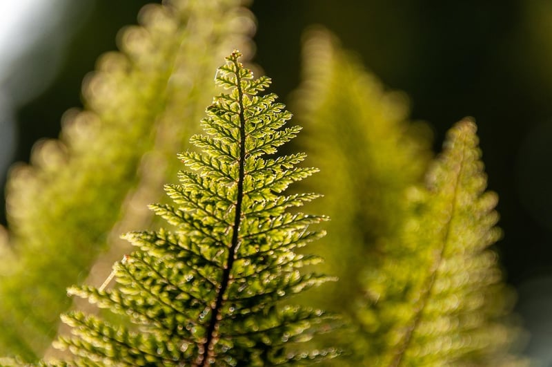 Phoenix Fern