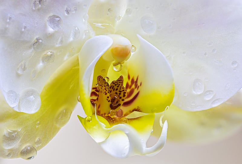 Dragon's Breath Orchid